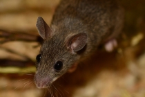 Invasion de rongeurs dans la maison : comment les faire fuir ?