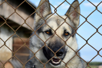 Construction d'un chenil dans son jardin : quelles sont les règles à respecter ?