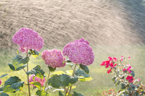 Arrosage du jardin : quelle(s) solution(s) mettre en place ?